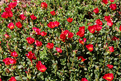 Mojave Red Portulaca (Portulaca grandiflora 'Mojave Red') at Canadale Nurseries
