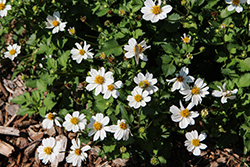 Campfire Marshmallow Bidens (Bidens 'Campfire Marshmallow') at Canadale Nurseries