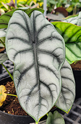 Mythic Silver Dragon Jewel Alocasia (Alocasia baginda 'Silver Dragon') at Canadale Nurseries