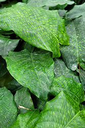 Network Calathea (Calathea musaica 'Network') at Canadale Nurseries