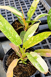 Ring of Fire Philodendron (Philodendron 'Ring of Fire') at Canadale Nurseries