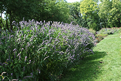 Blue Fortune Anise Hyssop (Agastache 'Blue Fortune') at Canadale Nurseries