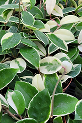 Krimson Queen Wax Plant (Hoya carnosa 'Krimson Queen') at Canadale Nurseries