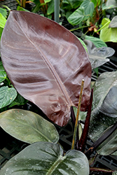 Black Cardinal Philodendron (Philodendron 'Black Cardinal') at Canadale Nurseries