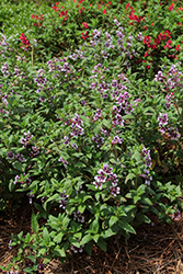 Totally Tempted Frosted Violets Cuphea (Cuphea procumbens 'Frosted Violets') at Canadale Nurseries