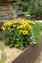 Black-eyed Susan (Rudbeckia hirta) at Canadale Nurseries