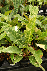 Ring of Fire Philodendron (Philodendron 'Ring of Fire') at Canadale Nurseries