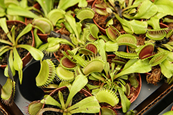 Venus Flytrap (Dionaea muscipula) at Canadale Nurseries