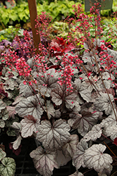 Dolce Silver Gumdrop Coral Bells (Heuchera 'Silver Gumdrop') at Canadale Nurseries