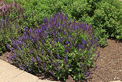 Noble Knight Sage (Salvia nemorosa 'Noble Knight') at Canadale Nurseries