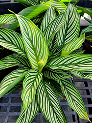 Color Full Vittata Prayer Plant (Calathea elliptica 'Vittata') at Canadale Nurseries