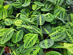 Lemon Lime Prayer Plant (Maranta leuconeura 'Lemon Lime') at Canadale Nurseries