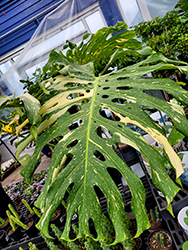 Thai Constellation Monstera (Monstera deliciosa 'Thai Constellation') at Canadale Nurseries