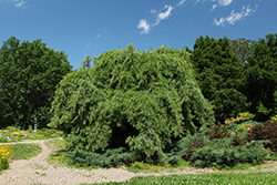 Weeping White Pine (Pinus strobus 'Pendula') at Canadale Nurseries