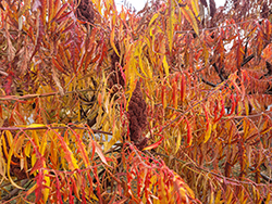 Tiger Eyes Sumac (Rhus typhina 'Bailtiger') at Canadale Nurseries