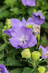 Twinkle Blue Balloon Flower (Platycodon grandiflorus 'Twinkle Blue') at Canadale Nurseries