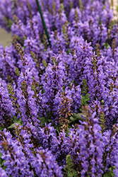 Noble Knight Sage (Salvia nemorosa 'Noble Knight') at Canadale Nurseries