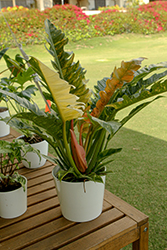 Ring of Fire Philodendron (Philodendron 'Ring of Fire') at Canadale Nurseries