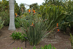 Narrow-leafed Bird Of Paradise (Strelitzia juncea) at Canadale Nurseries