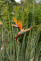 Narrow-leafed Bird Of Paradise (Strelitzia juncea) at Canadale Nurseries