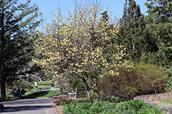 Butterflies Magnolia (Magnolia 'Butterflies') at Canadale Nurseries