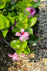 Sun Parasol Bluephoria Mandevilla (Mandevilla 'Sun Parasol Bluephoria') at Canadale Nurseries