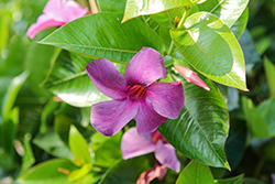 Sun Parasol Bluephoria Mandevilla (Mandevilla 'Sun Parasol Bluephoria') at Canadale Nurseries