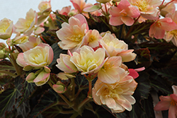 I'Conia Lemon Berry Begonia (Begonia 'I'Conia Lemon Berry') at Canadale Nurseries