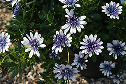 4D Blue Ice African Daisy (Osteospermum 'KLEOE23764') at Canadale Nurseries