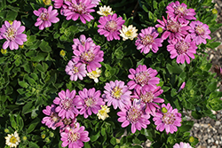 4D Pink Lemonade African Daisy (Osteospermum 'KLEOE24802') at Canadale Nurseries