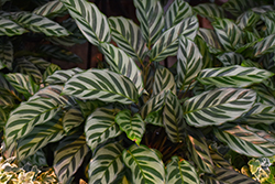 Peacock Plant (Calathea makoyana) at Canadale Nurseries