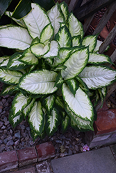 Camille Dieffenbachia (Dieffenbachia maculata 'Camille') at Canadale Nurseries