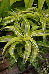 Lemon Lime Dracaena (Dracaena deremensis 'Lemon Lime') at Canadale Nurseries