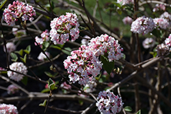 Koreanspice Viburnum (Viburnum carlesii) at Canadale Nurseries