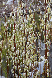 Pussy Willow (Salix discolor) at Canadale Nurseries