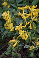 Canary Feathers Corydalis (Corydalis 'Canary Feathers') at Canadale Nurseries