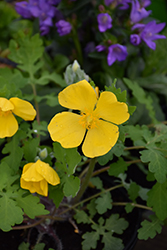 Celandine Poppy (Stylophorum diphyllum) at Canadale Nurseries