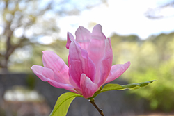 Daybreak Magnolia (Magnolia 'Daybreak') at Canadale Nurseries