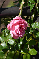 Coral Dawn Rose (Rosa 'Coral Dawn') at Canadale Nurseries