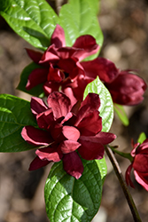 Hartlage Wine Sweetshrub (Calycanthus 'Hartlage Wine') at Canadale Nurseries