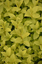 Double Play Gold Spirea (Spiraea japonica 'Yan') at Canadale Nurseries