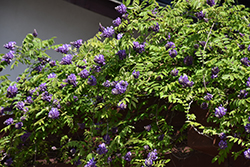 Blue Moon Wisteria (Wisteria macrostachya 'Blue Moon') at Canadale Nurseries