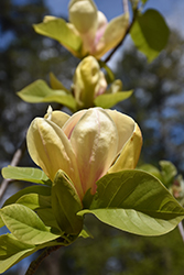 Sunsation Magnolia (Magnolia 'Sunsation') at Canadale Nurseries
