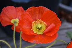 Champagne Bubbles Orange Poppy (Papaver nudicaule 'Champagne Bubbles Orange') at Canadale Nurseries