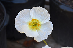 Champagne Bubbles White Poppy (Papaver nudicaule 'Champagne Bubbles White') at Canadale Nurseries