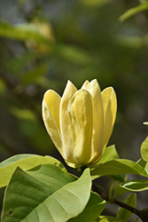 Yellow Bird Magnolia (Magnolia 'Yellow Bird') at Canadale Nurseries