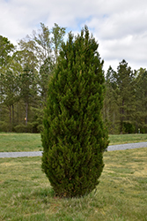 Spartan Juniper (Juniperus chinensis 'Spartan') at Canadale Nurseries