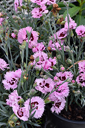 Early Bird Fizzy Pinks (Dianthus 'Wp08 Ver03') at Canadale Nurseries