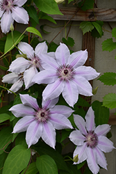 Nelly Moser Clematis (Clematis 'Nelly Moser') at Canadale Nurseries