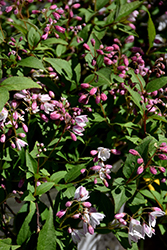 Yuki Cherry Blossom Deutzia (Deutzia 'NCDX2') at Canadale Nurseries
